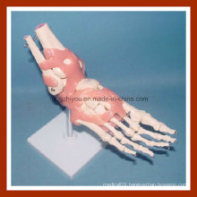 Desk Type Model Life-Size Human Foot Joint Skeleton Model with Ligaments